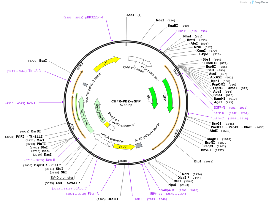 211581-plasmid-map-sequence-id-421627