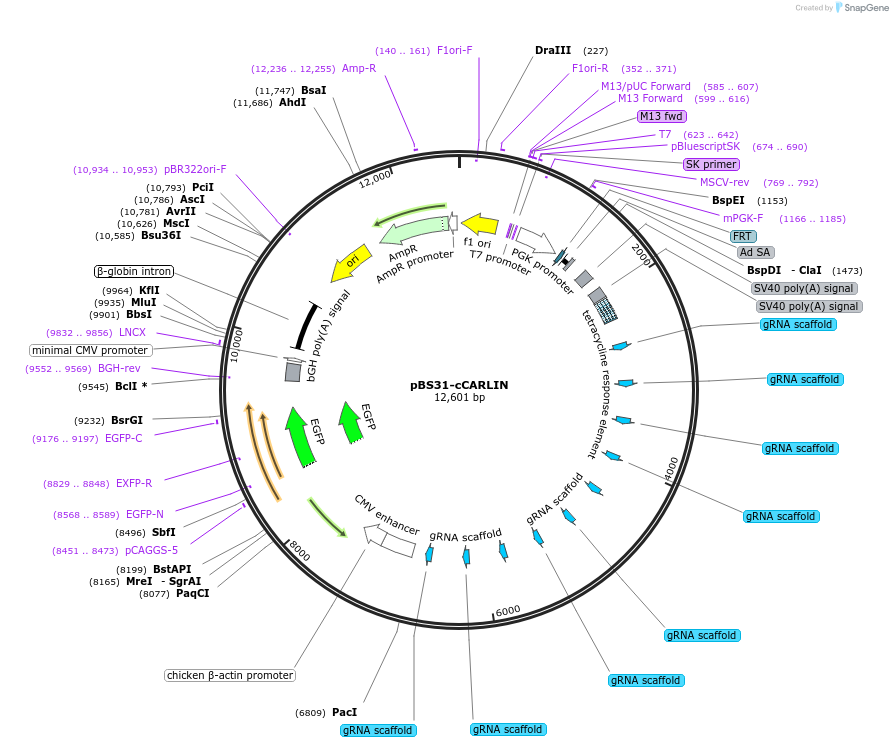 160928-plasmid-map-sequence-id-421629