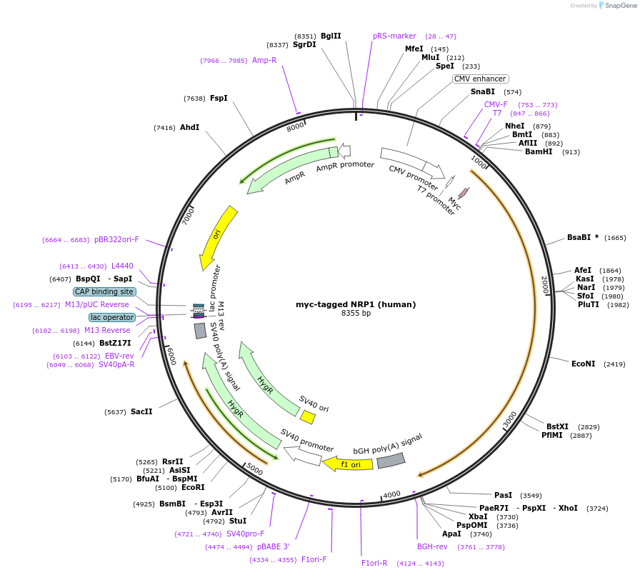 213068-plasmid-map-sequence-id-421637