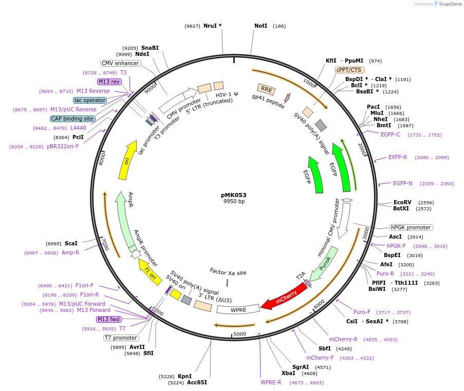 213963-plasmid-map-sequence-id-421640