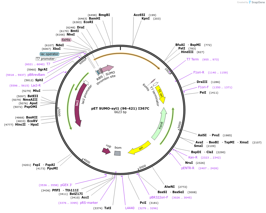 213620-plasmid-map-sequence-id-421644
