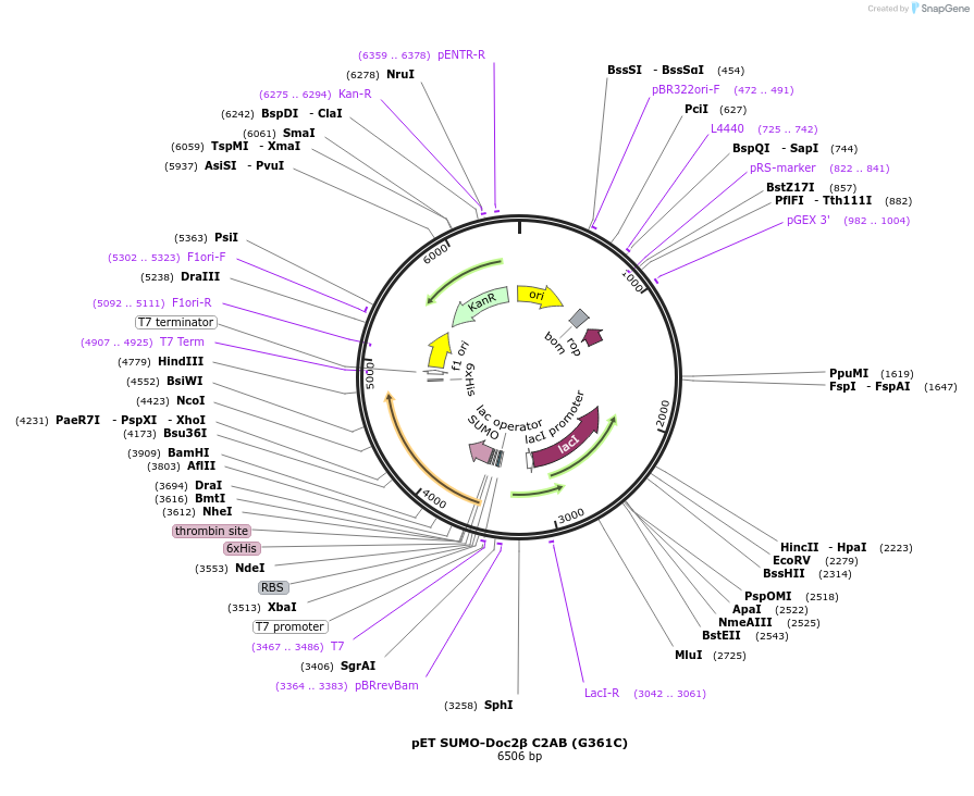 213631-plasmid-map-sequence-id-421649