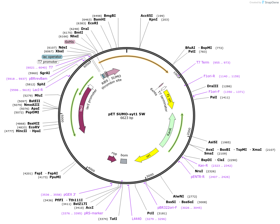 213623-plasmid-map-sequence-id-421651