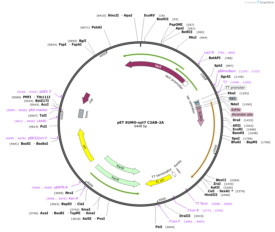 213627-plasmid-map-sequence-id-421653