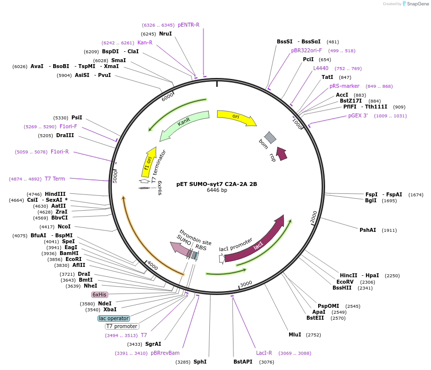 213626-plasmid-map-sequence-id-421655