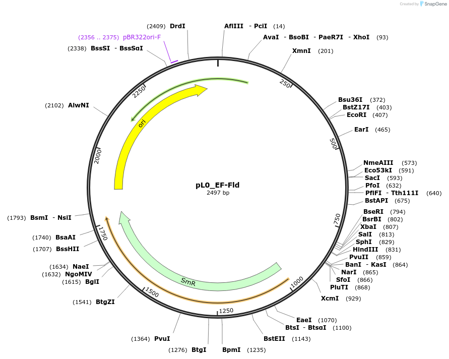202181-plasmid-map-sequence-id-421657