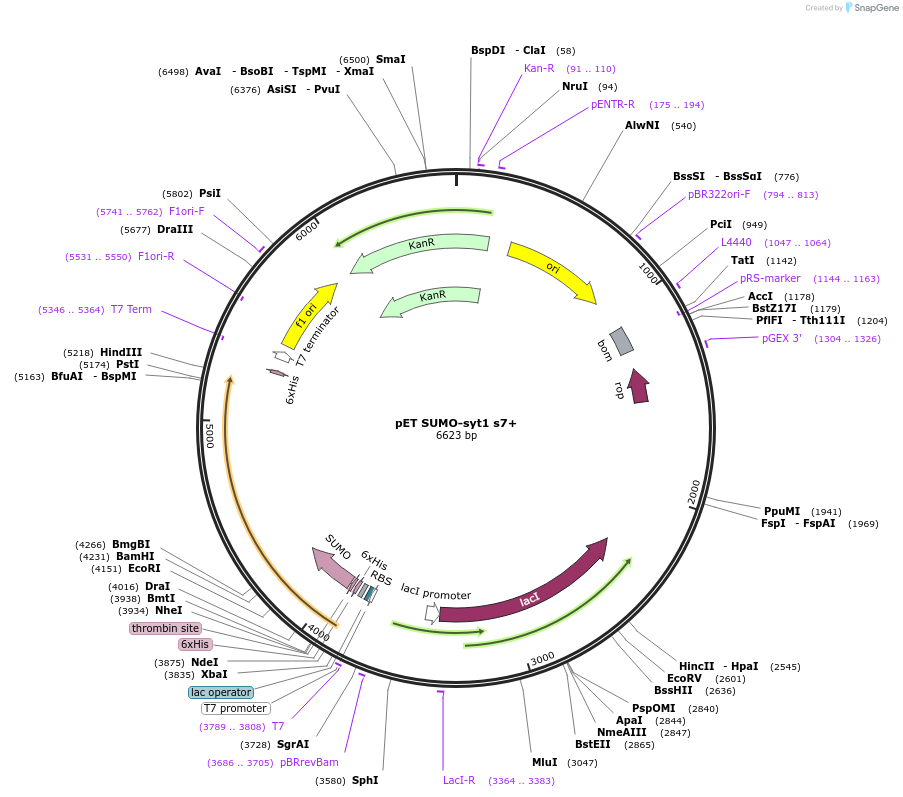 213624-plasmid-map-sequence-id-421658