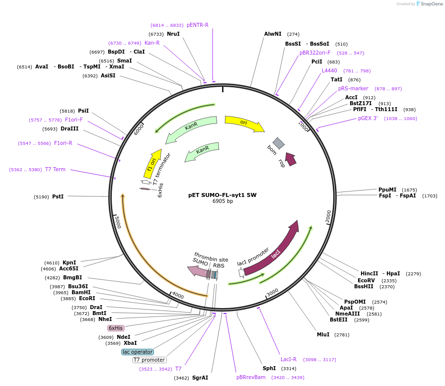 213629-plasmid-map-sequence-id-421659