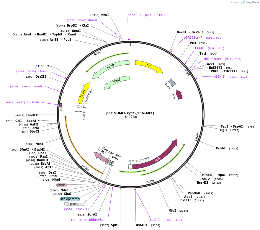 213621-plasmid-map-sequence-id-421662