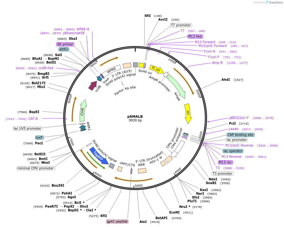161786-plasmid-map-sequence-id-421669
