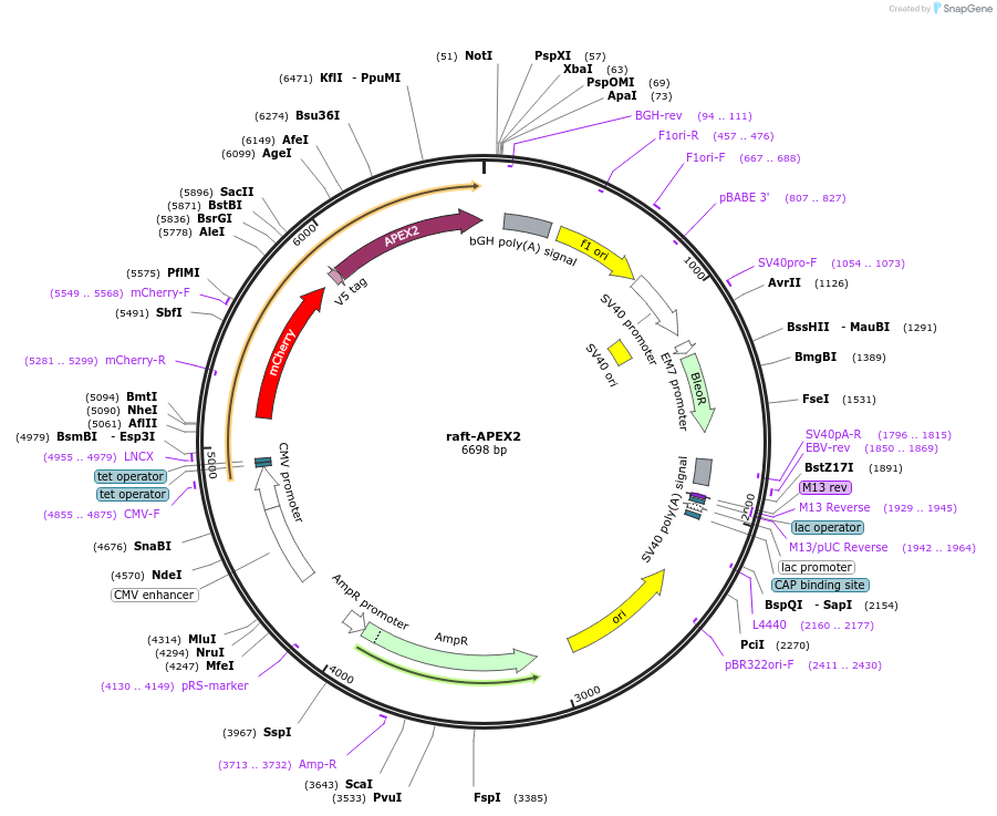 205089-plasmid-map-sequence-id-421670