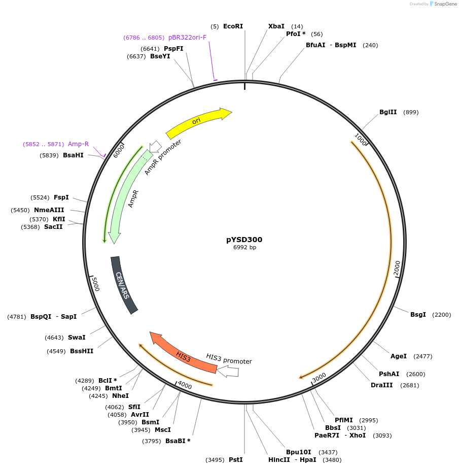 212930-plasmid-map-sequence-id-421718