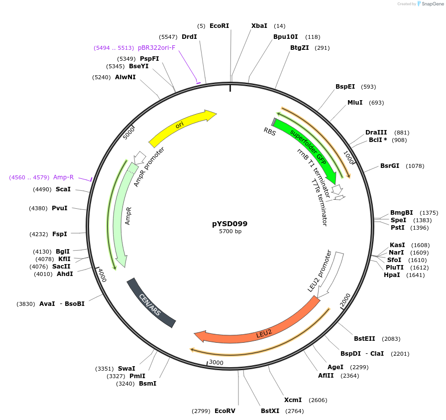 212923-plasmid-map-sequence-id-421722