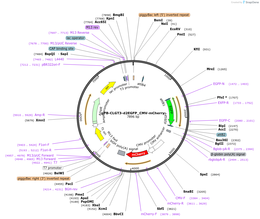 213766-plasmid-map-sequence-id-421724