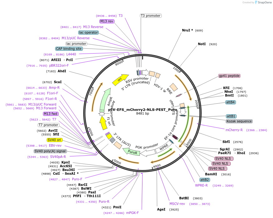 213775-plasmid-map-sequence-id-421740