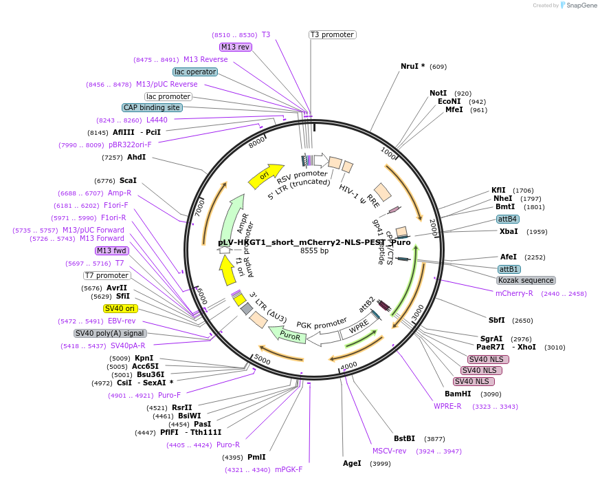 213768-plasmid-map-sequence-id-421742