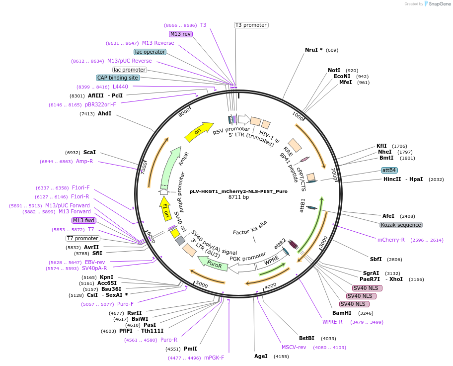 213767-plasmid-map-sequence-id-421744
