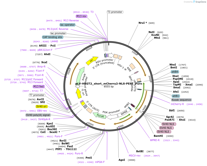 213770-plasmid-map-sequence-id-421745