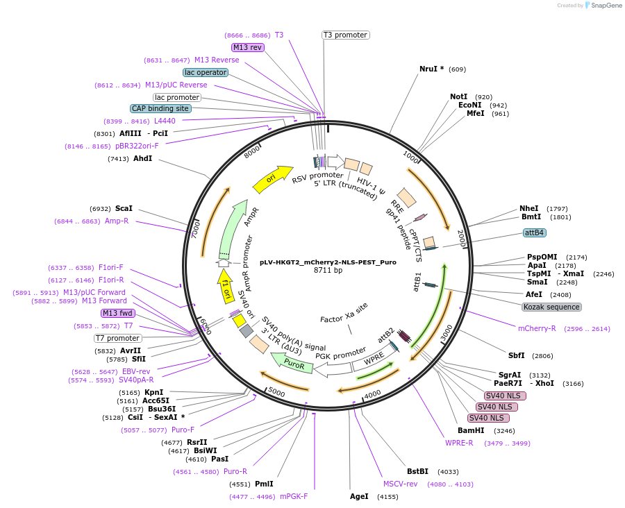213769-plasmid-map-sequence-id-421748