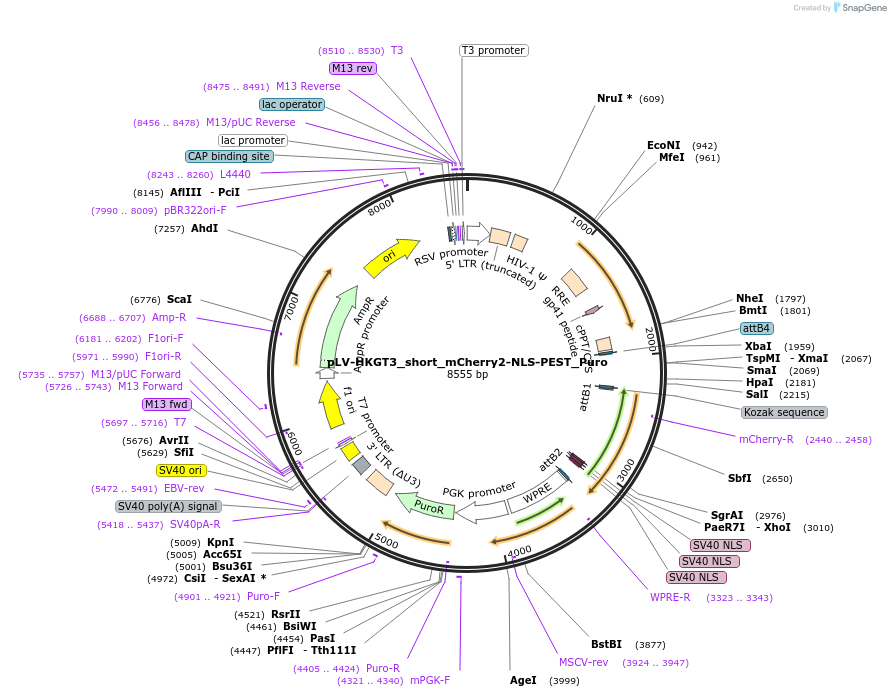 213772-plasmid-map-sequence-id-421752