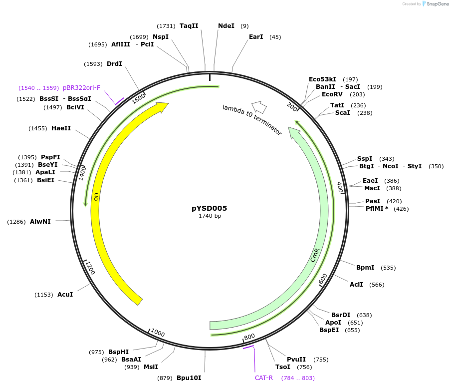 212902-plasmid-map-sequence-id-421764