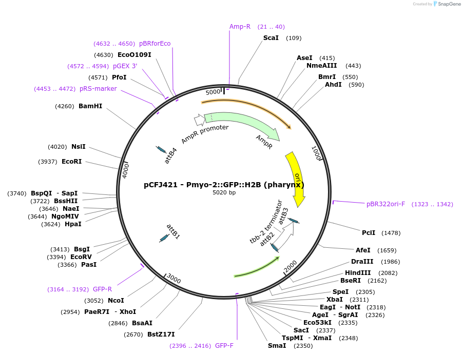 34876-plasmid-map-sequence-id-42177