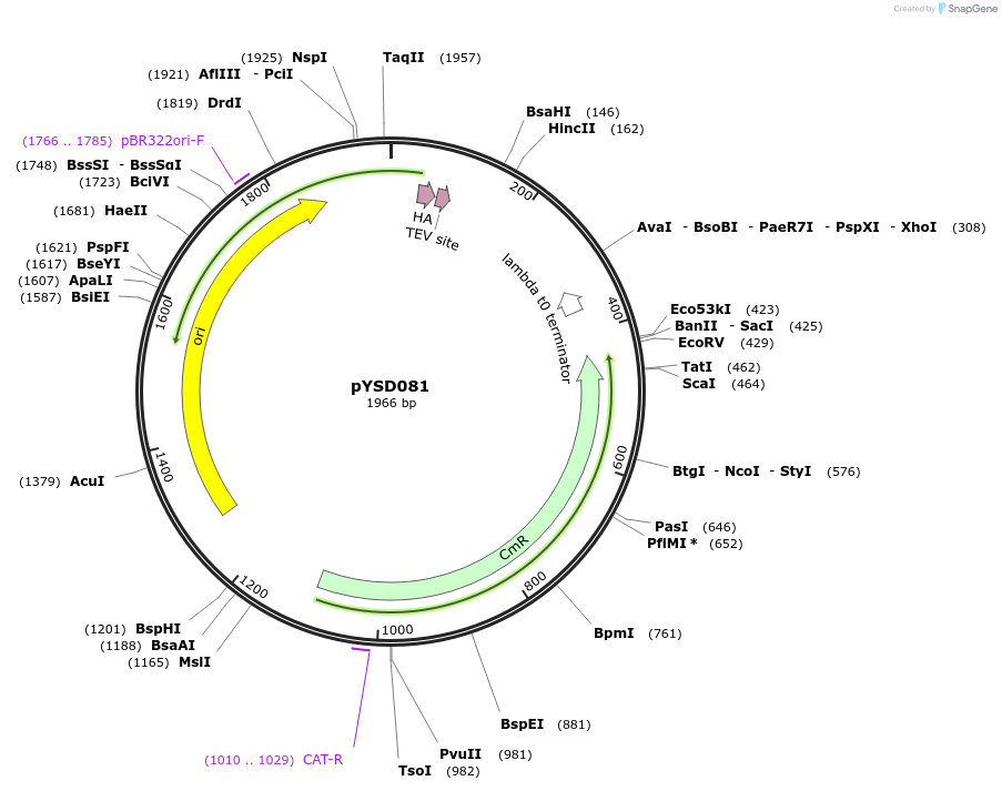 212918-plasmid-map-sequence-id-421770