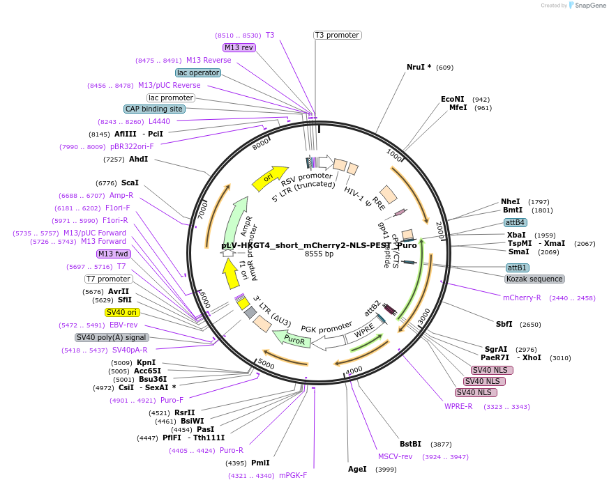 213774-plasmid-map-sequence-id-421771