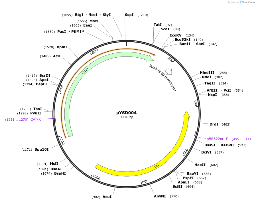 212901-plasmid-map-sequence-id-421773