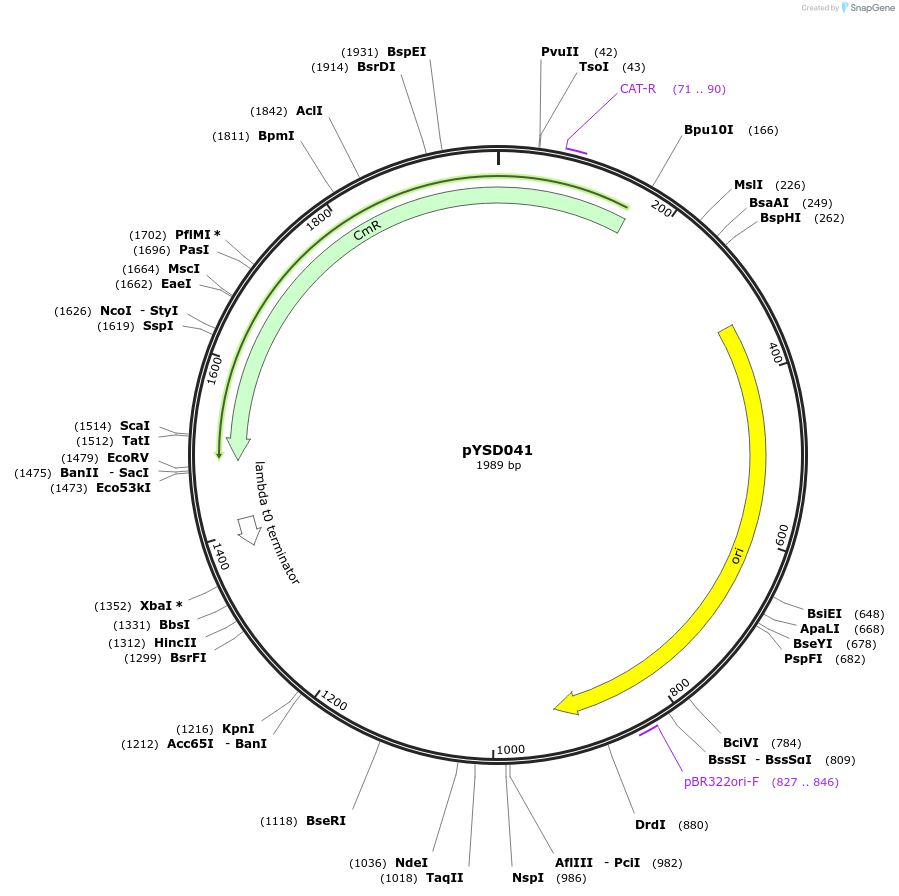 212911-plasmid-map-sequence-id-421775
