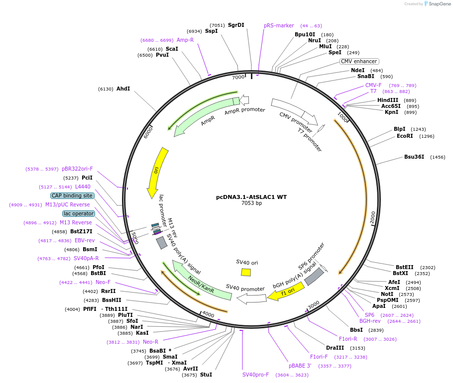 212946-plasmid-map-sequence-id-421777