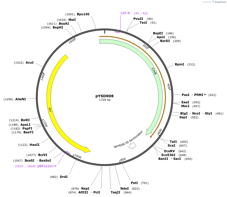212905-plasmid-map-sequence-id-421791