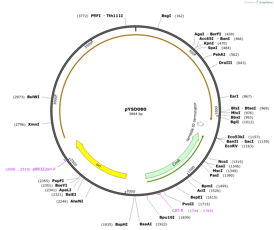 212917-plasmid-map-sequence-id-421793
