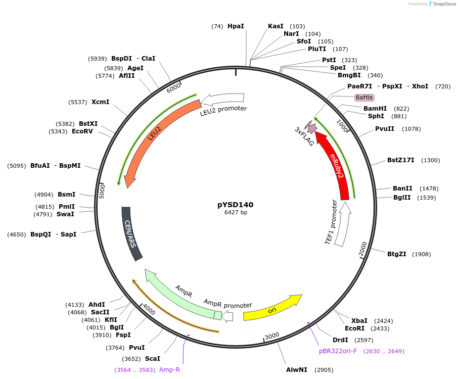 212927-plasmid-map-sequence-id-421795