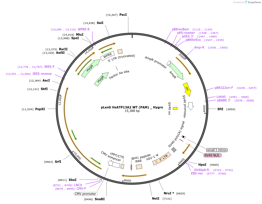 213697-plasmid-map-sequence-id-421842