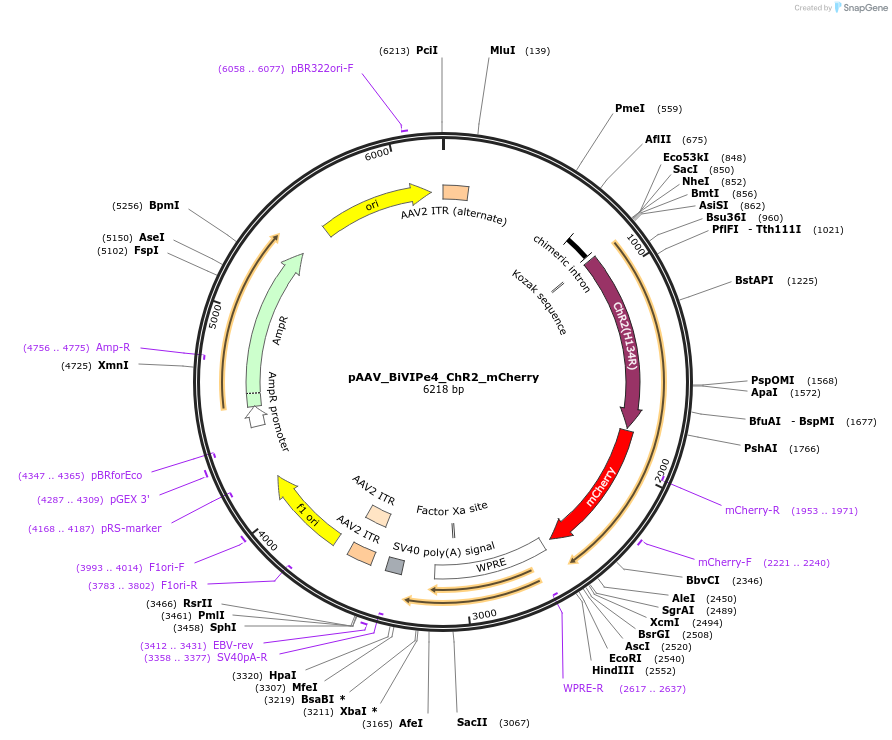 213856-plasmid-map-sequence-id-421843
