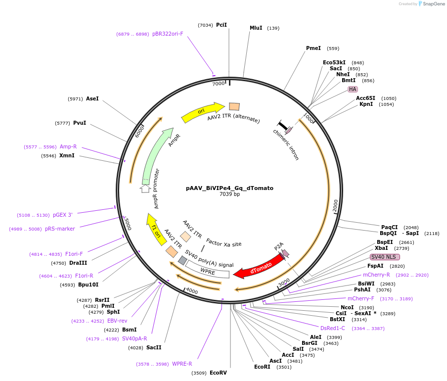 213858-plasmid-map-sequence-id-421844