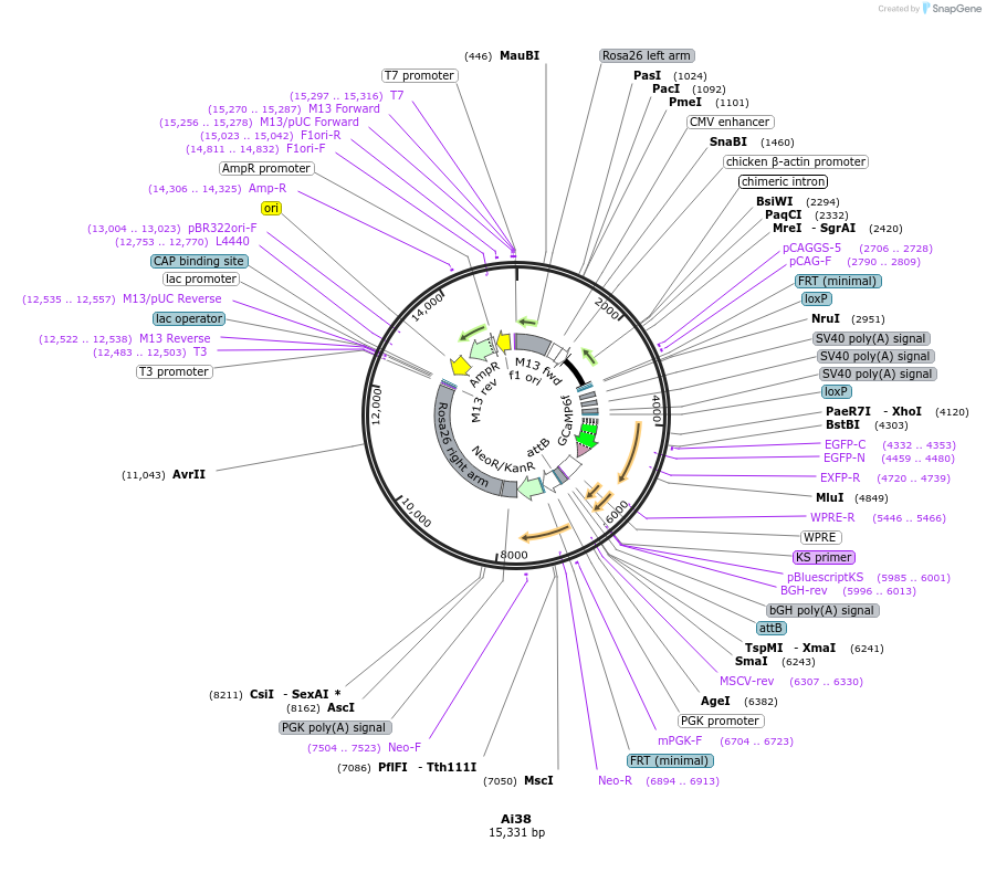 34883-plasmid-map-sequence-id-42185