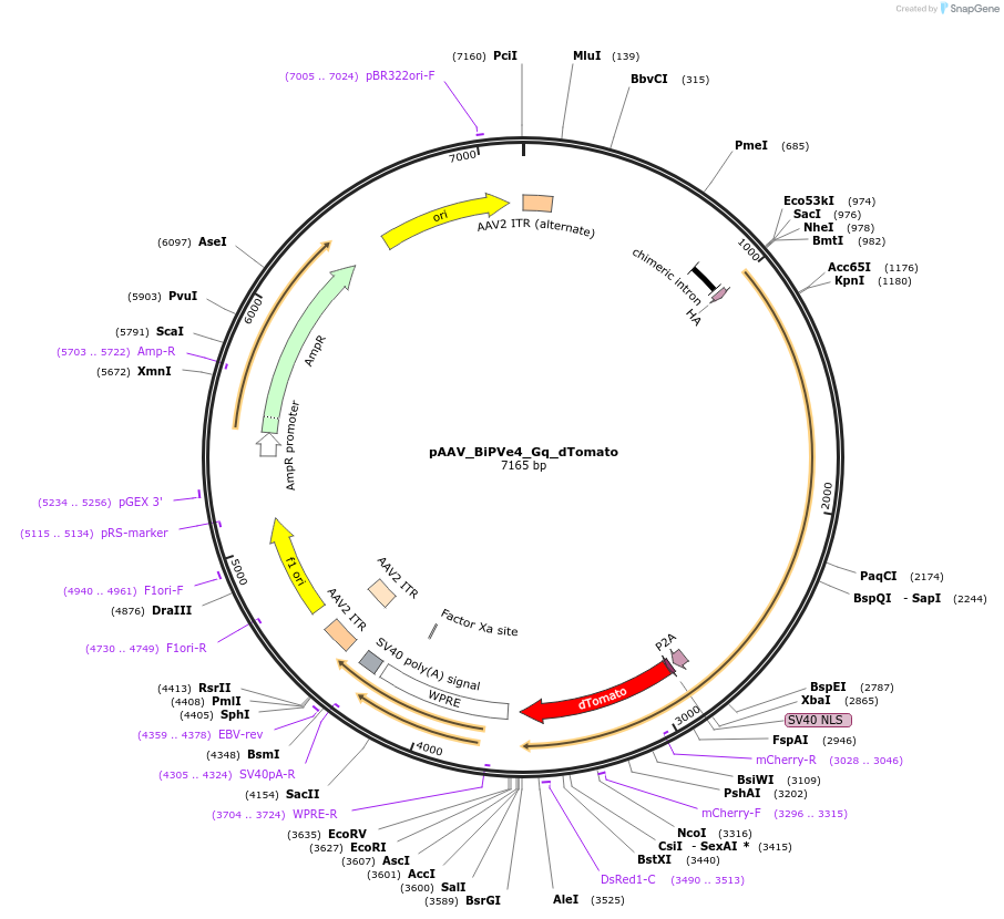 213938-plasmid-map-sequence-id-421850