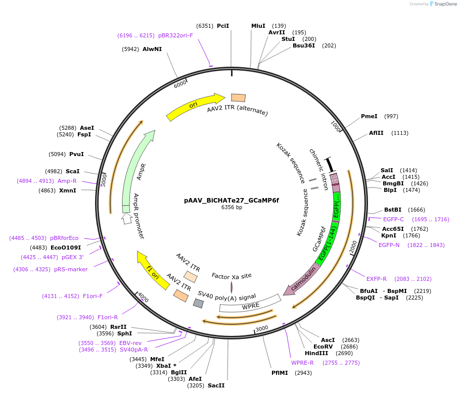 213833-plasmid-map-sequence-id-421851
