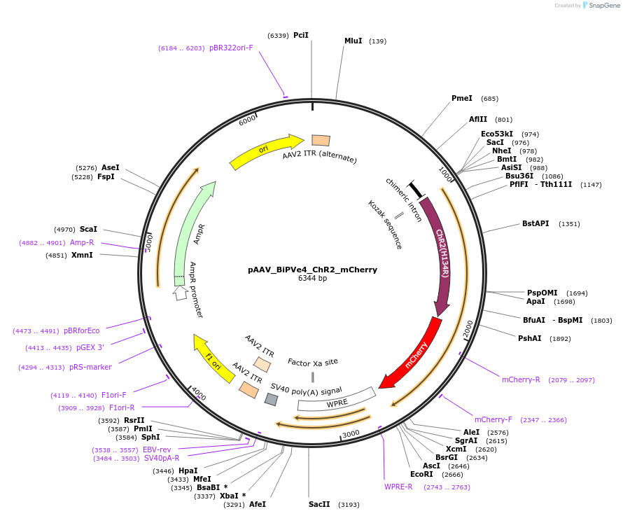 213937-plasmid-map-sequence-id-421852