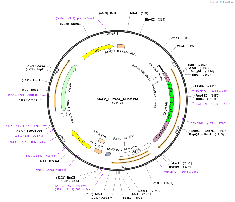 213939-plasmid-map-sequence-id-421853