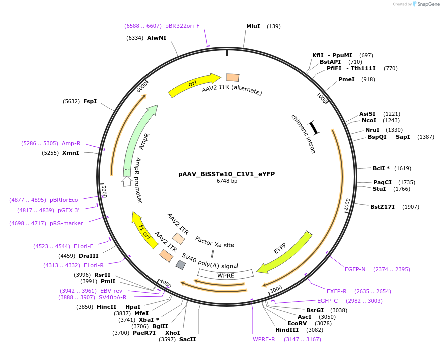 213816-plasmid-map-sequence-id-421854