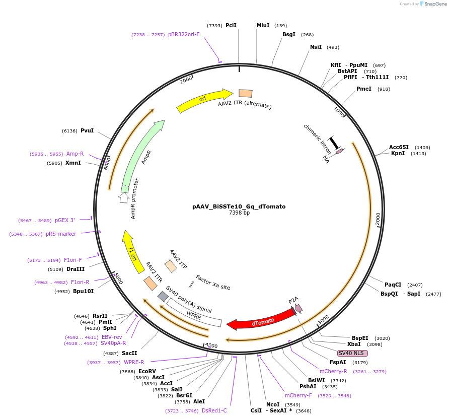 213817-plasmid-map-sequence-id-421856