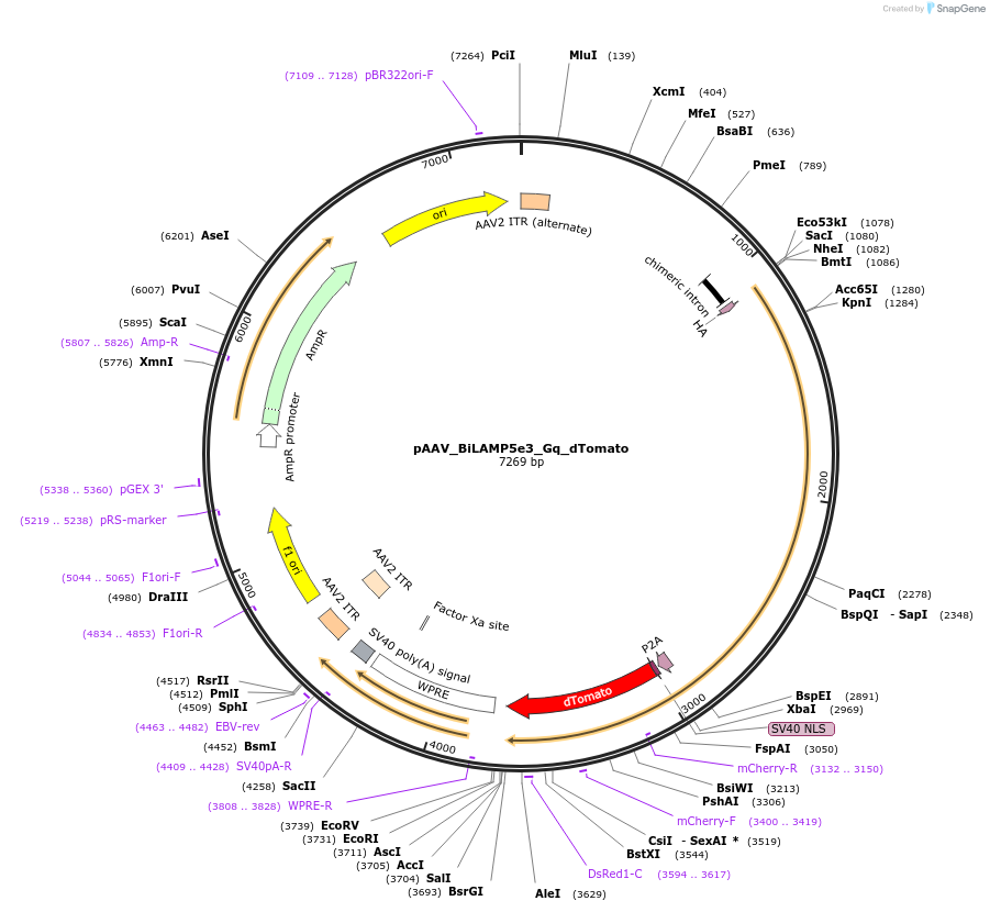 213916-plasmid-map-sequence-id-421857