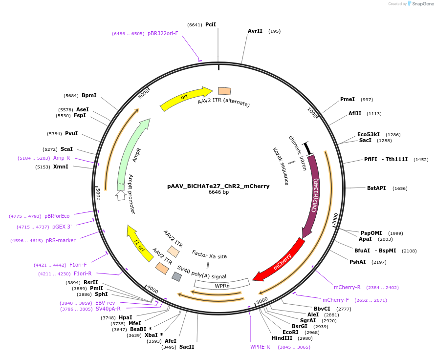 213830-plasmid-map-sequence-id-421862