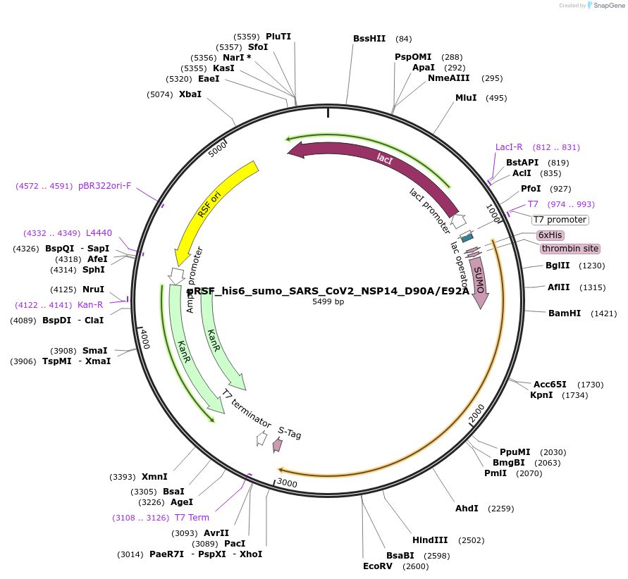 213527-plasmid-map-sequence-id-421863