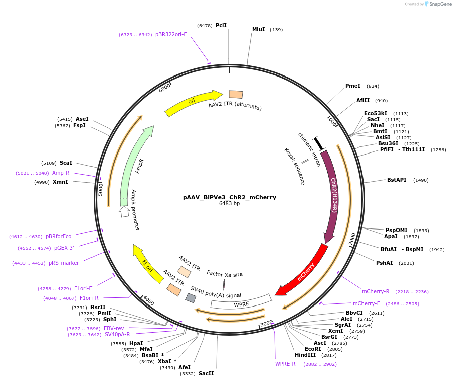 213941-plasmid-map-sequence-id-421864