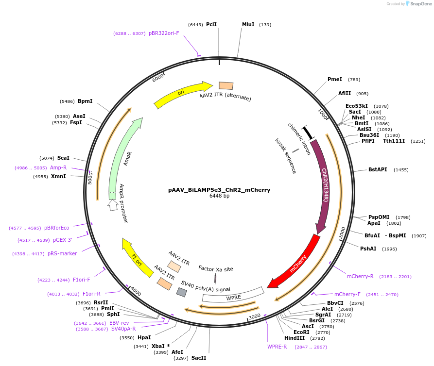 213915-plasmid-map-sequence-id-421865