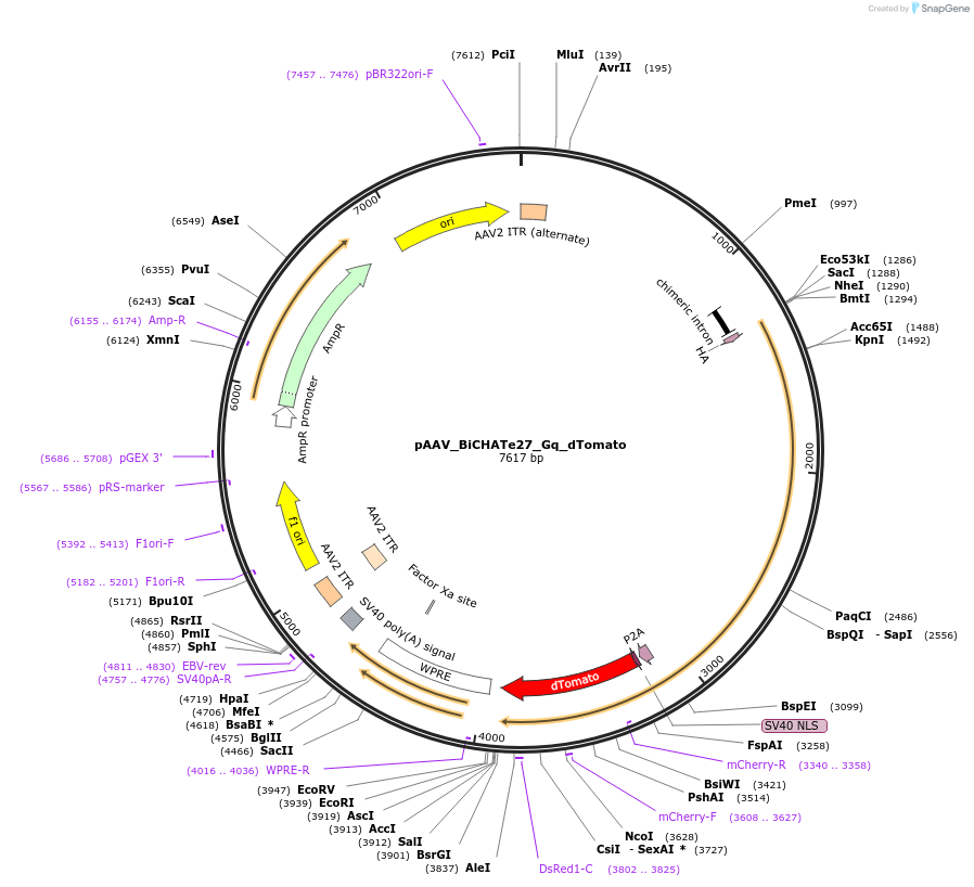 213832-plasmid-map-sequence-id-421867